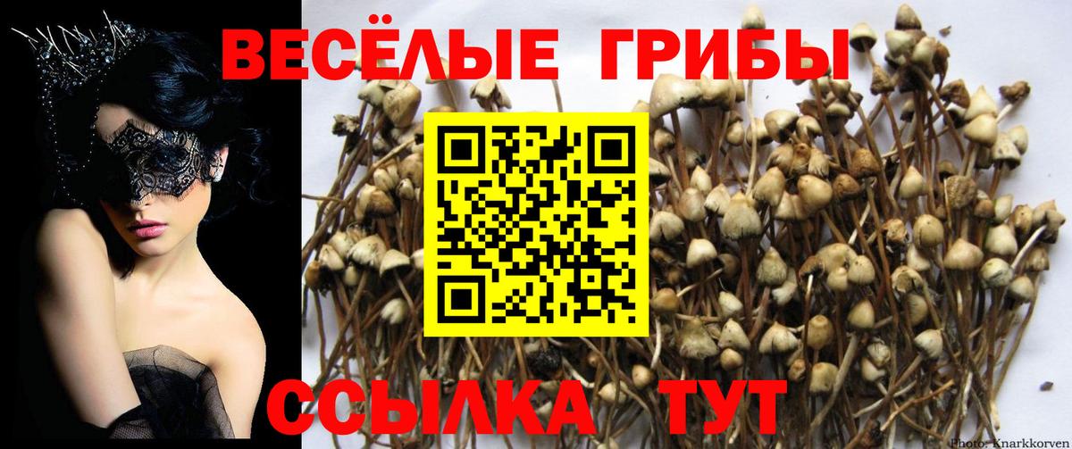 Псилоцибиновые грибы Psilocybe  Галлюциногенные грибы GOLDEN TEACHER  Вход с VPN  где можно купить   Сухой Лог 